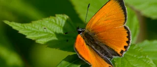 Läsarbilden: Juvel i vår fjärilsfauna     