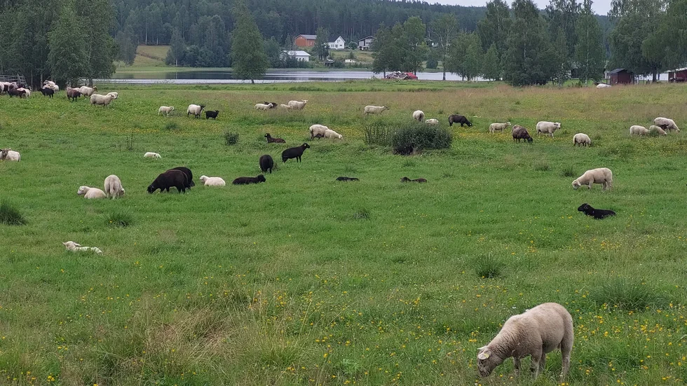 Betande får hör sommaren till.