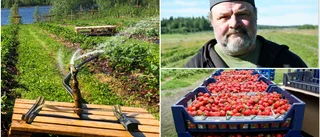 Uselt jordgubbsår för några av länets odlare