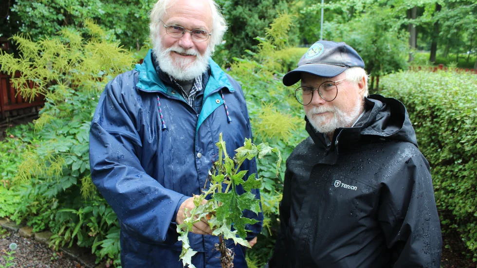 Lite rester av en växt, som blev stulen från Brostugan. Det visar Jan Persson och Bengt Cete upp här.