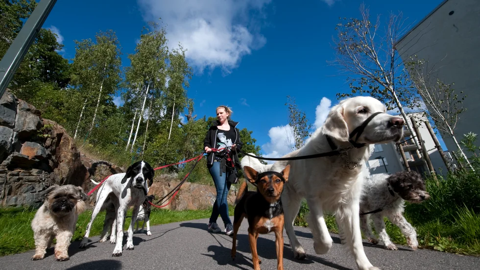 "Det finns åtskilliga exempel på osund konkurrens mellan privata företag och offentliga aktörer. De flesta har nog hört talas om kommunala gym och städtjänster, men det drivs även exempelvis camping och hunddagis. Det är inom tjänstesektorn som konkurrens från kommunen är vanligast", skriver Malin Hamlin.