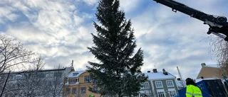 Efter granspanarens tips – nu är julgranen på plats