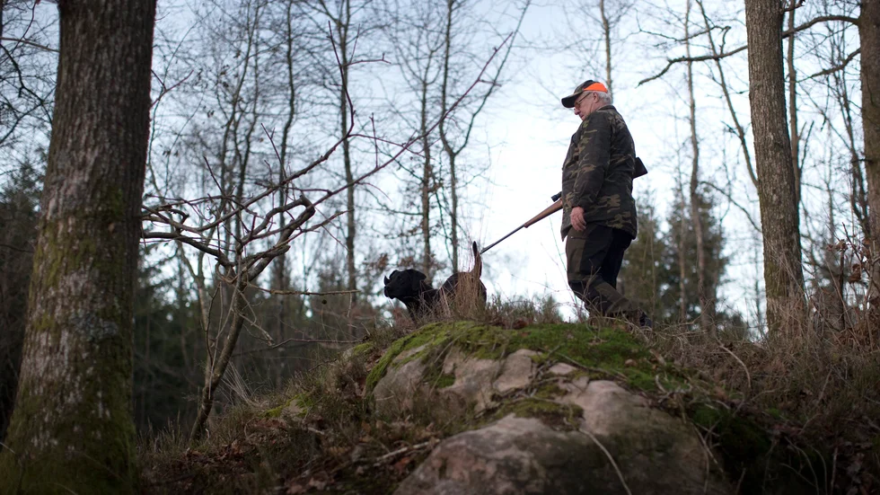 "Dagens politiker kan inte ta ansvar för det som skedde på 1980-talet, men de kan ta ansvar för den nuvarande situationen. Vi från LRF föreslår flera åtgärder för att bättre kunna reglera vildsvinstammen och minska risken för utbrott av svinpest", skriver debattörerna. Genrebild.