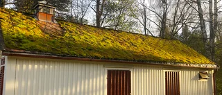 Dagens läsarbild: Vackert lövtak i Arvidsjaur