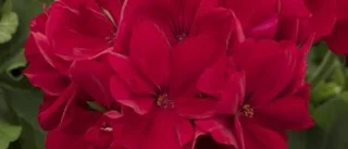 Populäraste pelargonen röd
