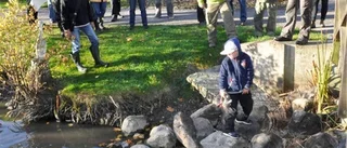 Öringen ska få ett hem i Gamleby