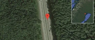 Älg på vägen på E4