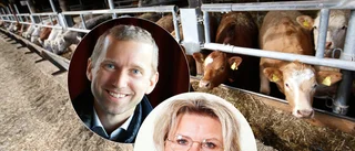 Politiker lovade mer närproducerad skolmat – så blev det ✓Fler lokala leverantörer ✓Mer svenskt kött