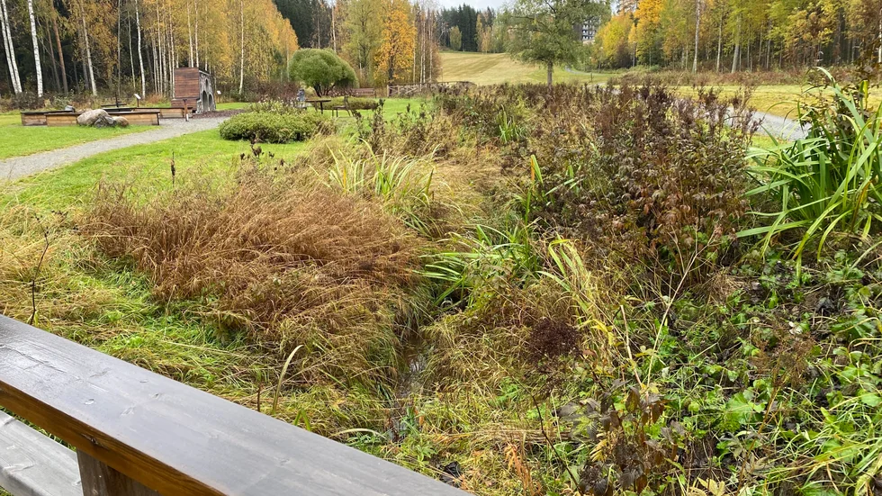 Igenväxt bäck i Klockardalsparken. Signaturen Anna funderar kring skötseln och får svar direkt.