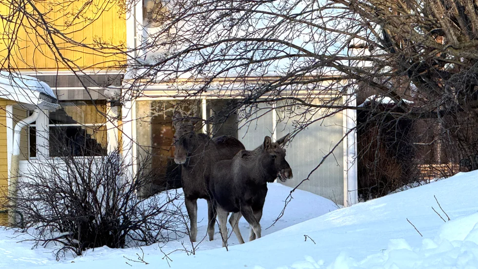 Älgparet befinner sig i området vid Sjögatan och Vikgatan.