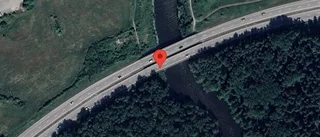 Rådjur på fel sida viltstängslet på E4