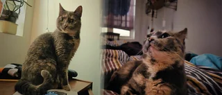 Utekatt smet in i familjens bostad – och körde ut deras katt