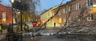 Stormen tog träd i centrala Enköping