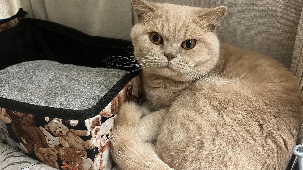Katten Frasse är med och tävlar för första gången.