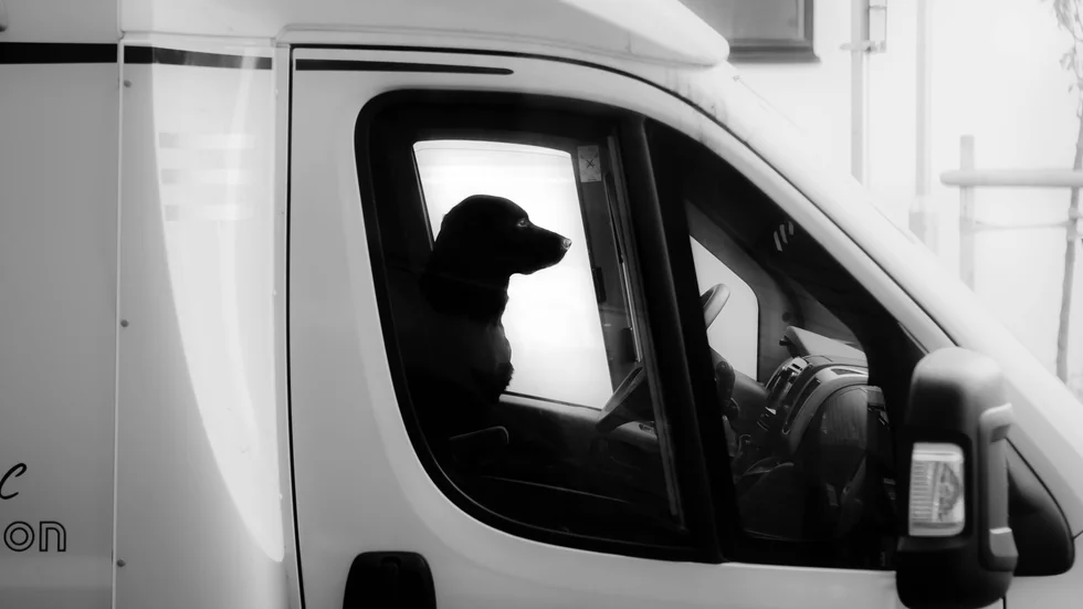 "Var hunden höll tassarna hann jag inte med att se. Jag var tvungen att lägga fokus på trafiken", skriver Nilsove Magnusson i glimtarna.