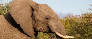 Visbybo vill importera delar av en elefant