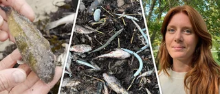 Invasiva fisken breder ut sig i Östersjön – påverkar ekosystemet