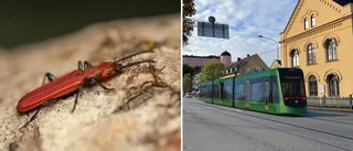 Hotade arten får ge vika – för spårvägen