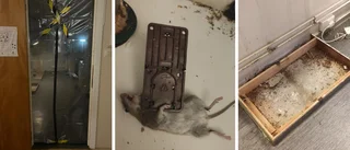 Uuähh! Reaktionen när studenterna hittar mössens bo