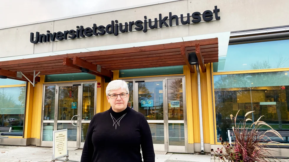 "Vi letar intensivt efter nya veterinärer och har lovande kandidater. Så klart är det svårare att få tag på erfarna. De är de mest attraktiva även på den privata marknaden och kan gå rakt in och producera vård och generera intäkter", har Marianne Grauers tidigare sagt till UNT. 