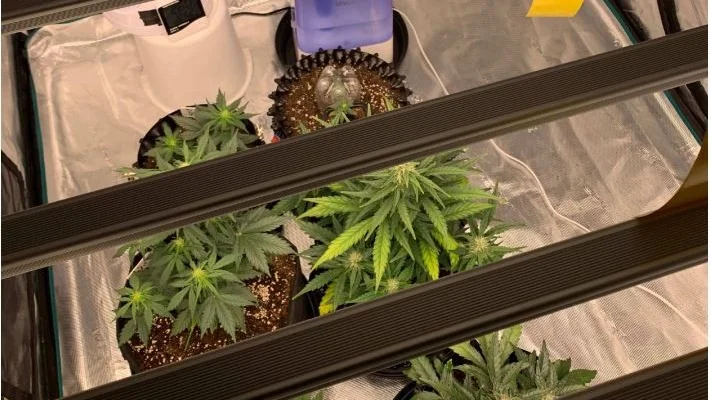 Cannabisplantorna som mannen odlade och polisen påträffade vid en husrannsakan hemma hos mannen i ett annat ärende.