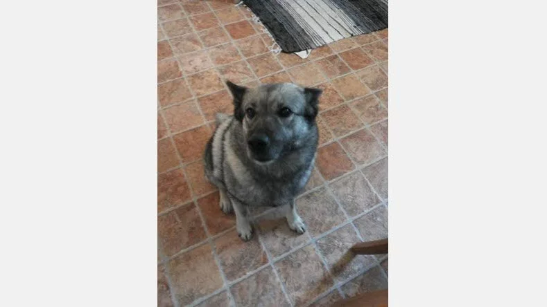Har någon sett Bliss?  Den 4-åriga gråhundstiken försvann under en jakttur i Bodens kommun den 25 oktober.