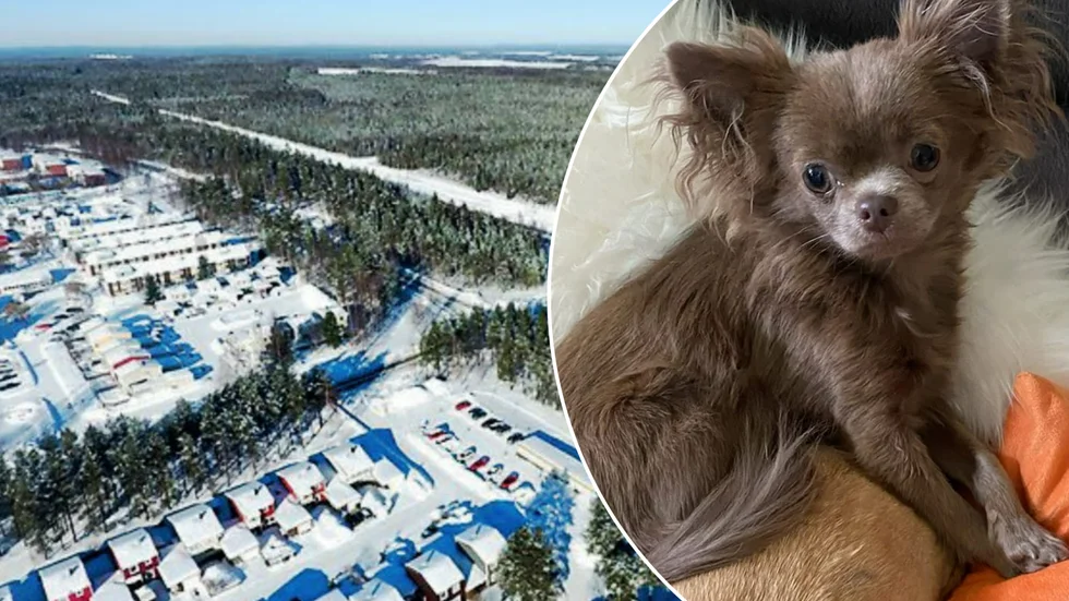 Chihuahuan Tilda är försvunnen.