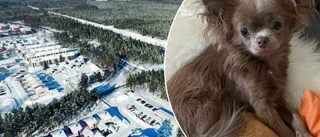 Chihuahuan Tilda försvunnen • Många engagerar sig i sökandet: "Fem medium säger att hon lever"