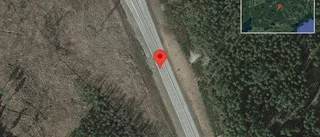 Hjort på vägen på väg 52