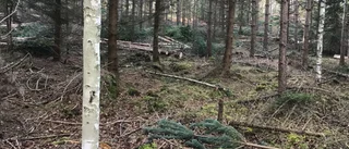 Framtidsandan blir lidande i skogsnäringen