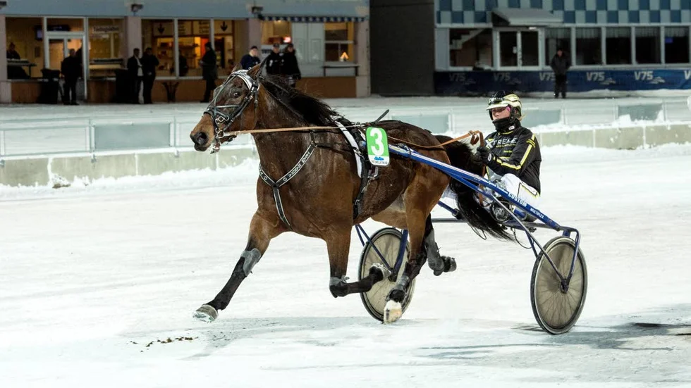 På väg mot tredje segern för dagen. Hemmakusken Hanna Olofsson och hästen Conrads Flamemaker hade en riktitg bra dag på Bodentravet.