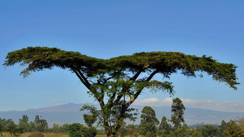 Rekordmycket pant till bistånd – Gällivareborna pantade ihop 1132 träd i Afrika. Akaciaträd i Vi-skogen.
