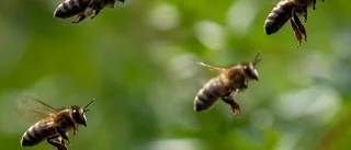 Robotflugor kan pollinera växter i framtiden