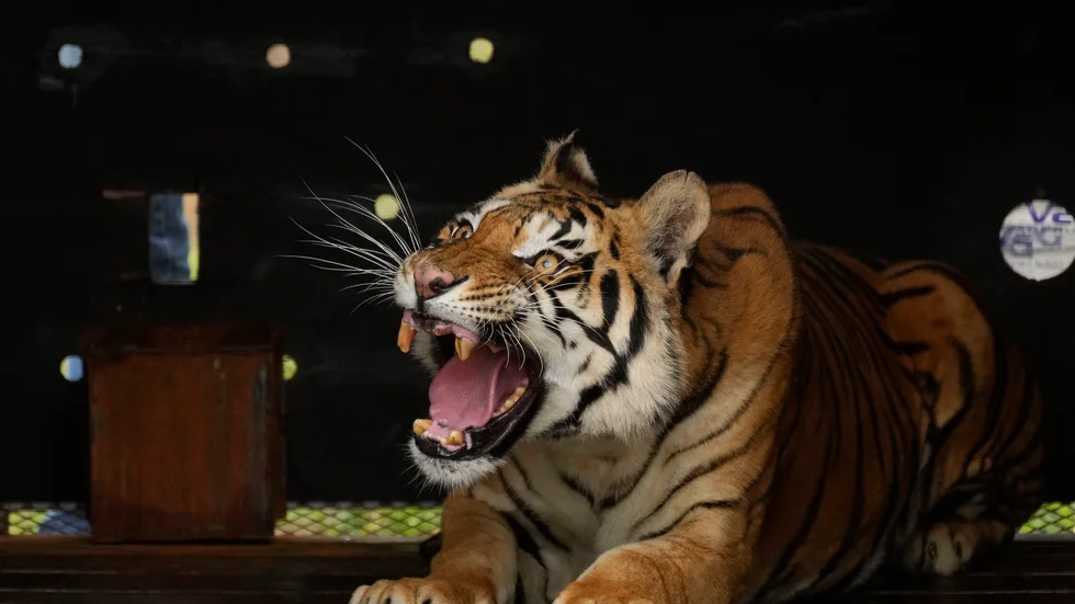 En tiger på en gård som fungerar som en fristad för stora kattdjur i sydafrikanska Betlehem. Bild från mars 2022. Tigern på bilden har inget med texten att göra.