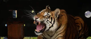 Tigerhona på rymmen attackerade man