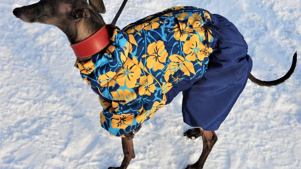 Först mötte vi Dobby som bar en flower power-inspirerad dress med härliga färger i gult och blått. Helt rätt med dessa glada färger och blommor som får oss att känna hur vårkänslorna smyger igång lite lätt. Speciellt rätt med denna klädsel, nu när vemodet sveper in över bygderna med dyrtider, krig och elände. Tack för uppmuntran Dobby!