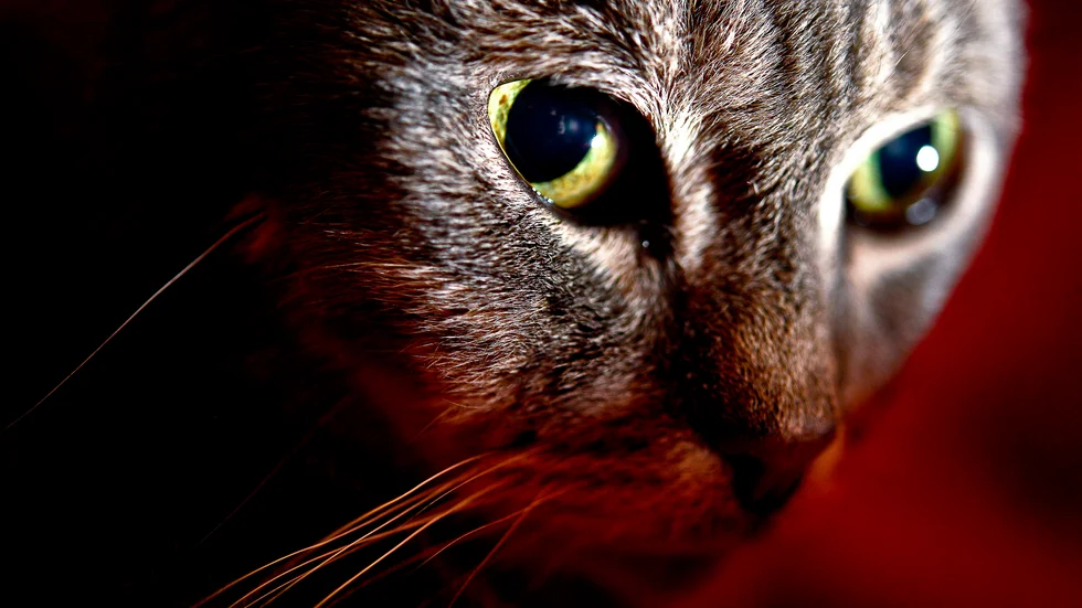 Katten på bilden är inte den vanvårdade.