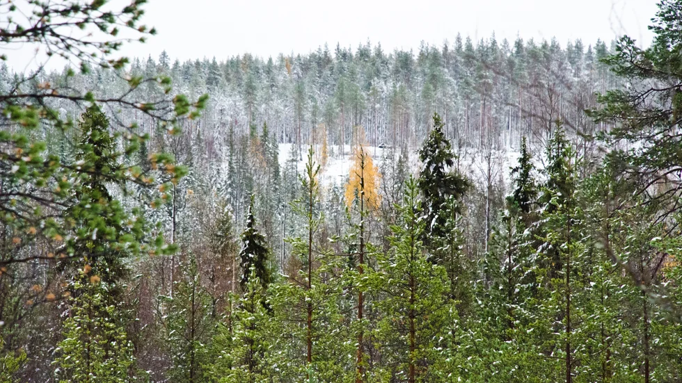Hur stora och lagvidriga inskränkningar av sina rättigheter tror regeringen att skogsägarna kommer att tåla, frågar sig skribenten.