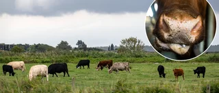 Kor plågade på gård – polisen har gjort "betydande fynd"