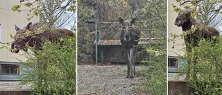 Vilsen älg tillbaka – i centrala Eskilstuna