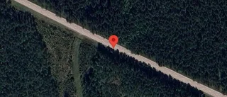 Rådjur innanför viltstängslet på väg 76