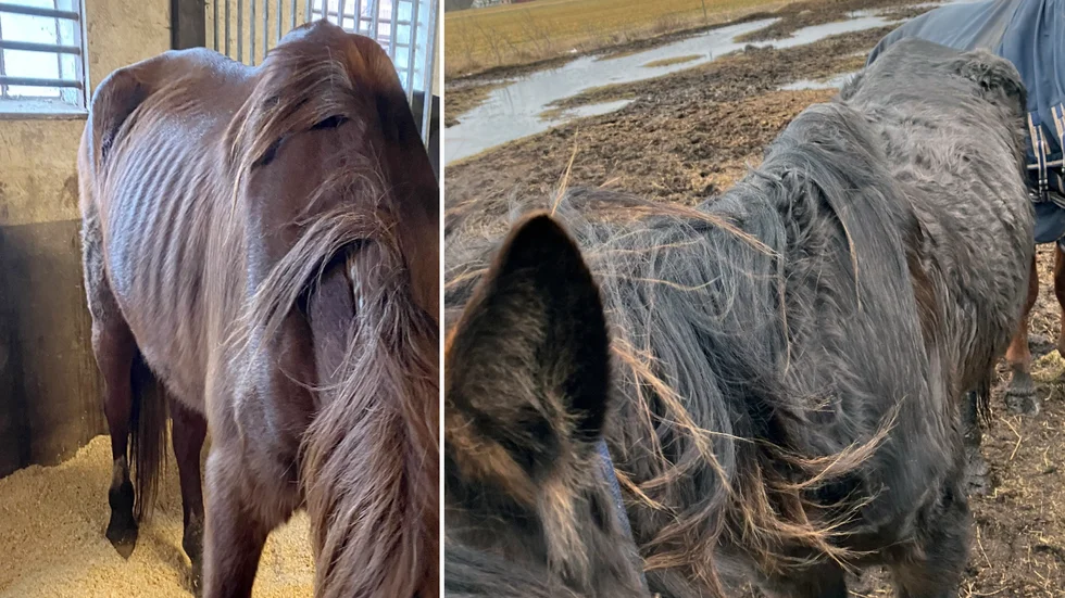 Totalt sex hästar omhändertogs från en hage på Gotland – varav en av hästarna fick avlivas på platsen. Den vänstra bilden visar dagen efter när hästarna stallats upp. En obduktion som gjorts, av den häst som avlivades först, visar att den var utmärglad och i ett dödligt svälttillstånd. 
