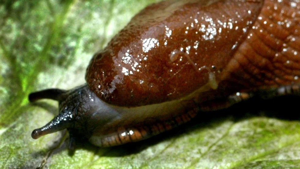Mördarsnigel
