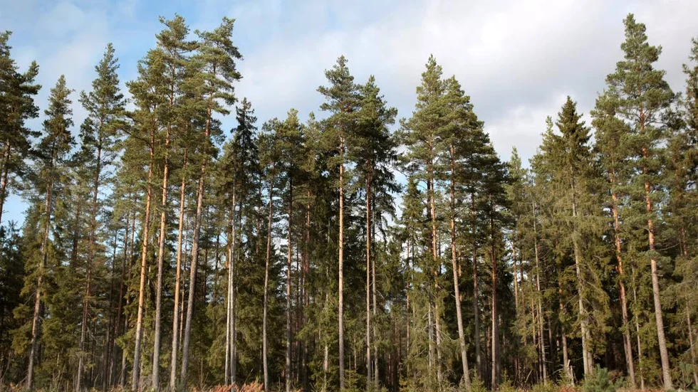 Motverka försurning. Skogsstyrelsen vill att träbränsleaska ska spridas i östgötsk skog för att den långsiktigt ska må bra.