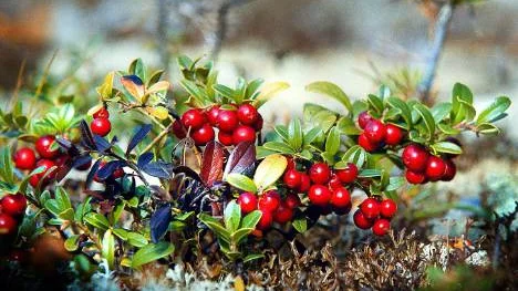 Bärplockning som kommersiell näringsverksamhet innefattas inte av allemansrätten, anser LRF.FOTO: Göran Ström