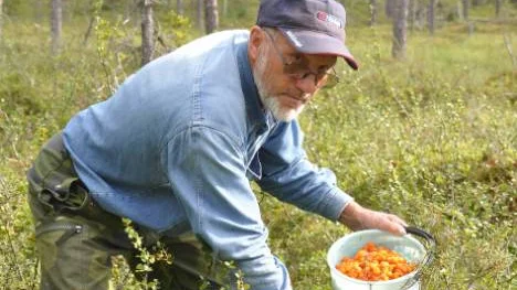 Arvi Alamattila, Övertorneå, är en erfaren bärplockare som känner markerna i Skauloområdet med omnejd mycket väl. Han tycker bäruppköparna borde diskutera både bärpriser och bärmognad med de som har erfarenhet.FOTO: Maria Ödalen