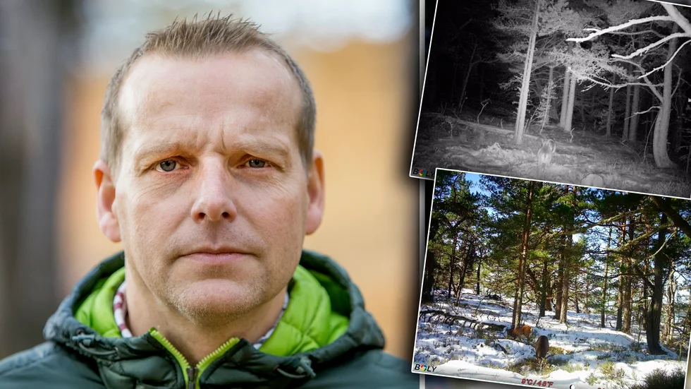 De mufflonfåren som placerats ut på Gräsö får nu skjutas. De efter ett beslut från Länsstyrelsen i Uppsala län. "Jag skulle gissa på mellan 15 och 30 får", säger Lennard Nordvarg, hef för miljöavdelningen.