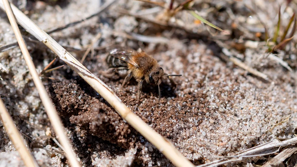 
Vildbin förekommer i Stig-Björns kåseri denna februari månads sista söndag. 

