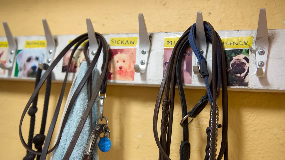En veterinär har fått en erinran av Ansvarsnämnden för djurens hälso- och sjukvård som menar att denne gjort en felaktig behandling. Arkivfoto