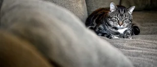 Här finns flest katter – så många är oxelösundare